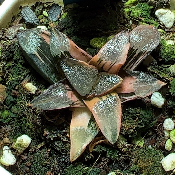 恭喜发财大吉大利0303