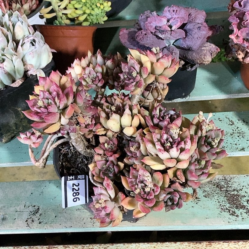 【闪购商品】油漆桶2286