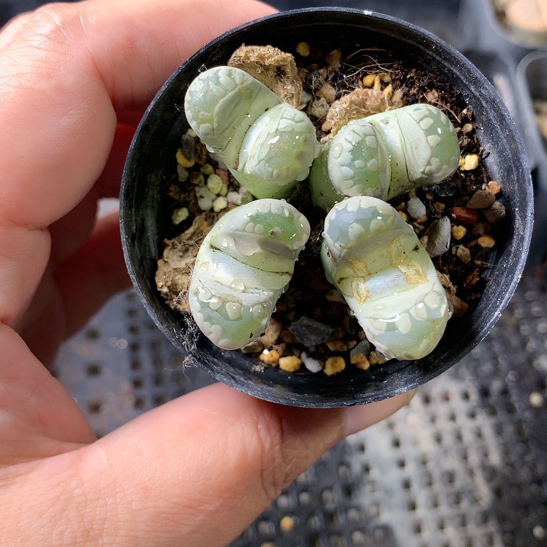 A414多肉植物保护研究所