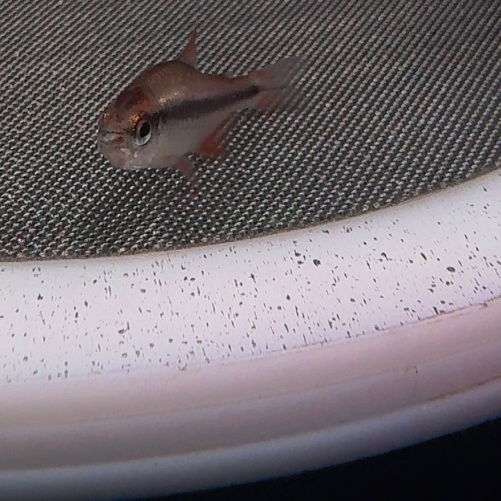 灯科鱼左下缸14白金血魔2.5厘米一条