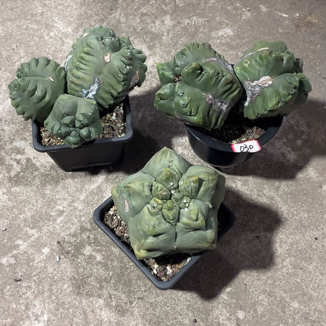 厂****砂实生根老桩龟甲二送一