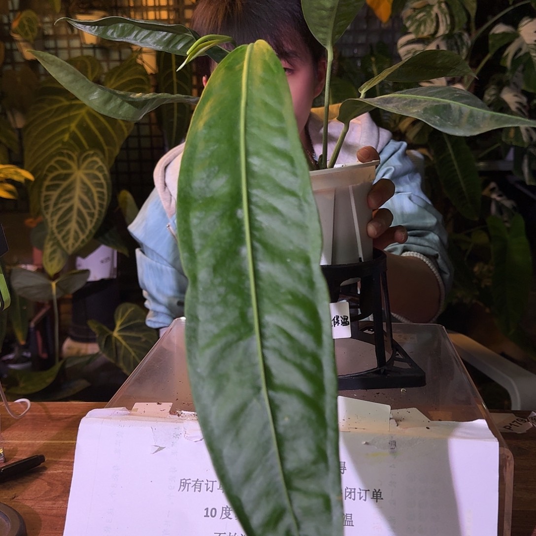 不开花植物H238豌豆荚领带