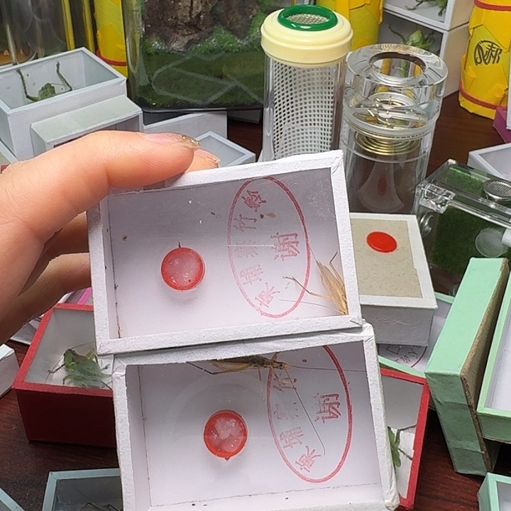 森***林蟋蟀2条竹林。                  