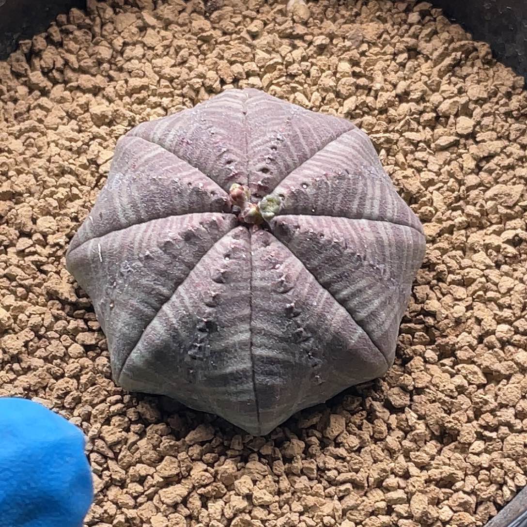 实生海星紫皮神玉布纹球