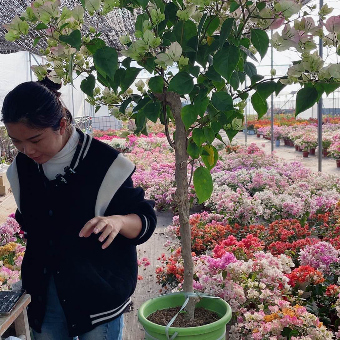 完全开放8888888888绿植美