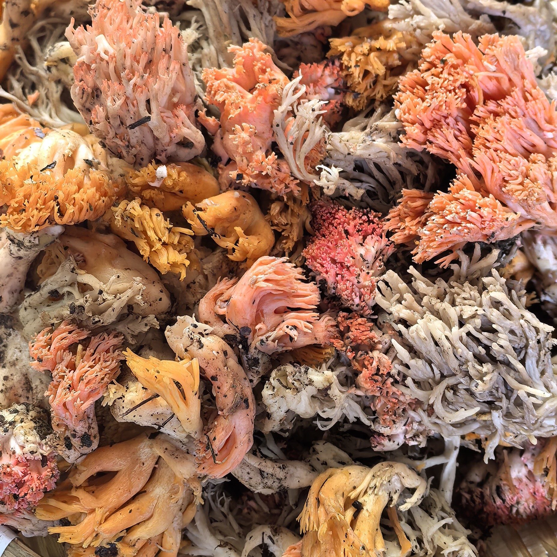 万源高山野生珊瑚菌（菌子带盐份需泡水2小时候在清洗食用）