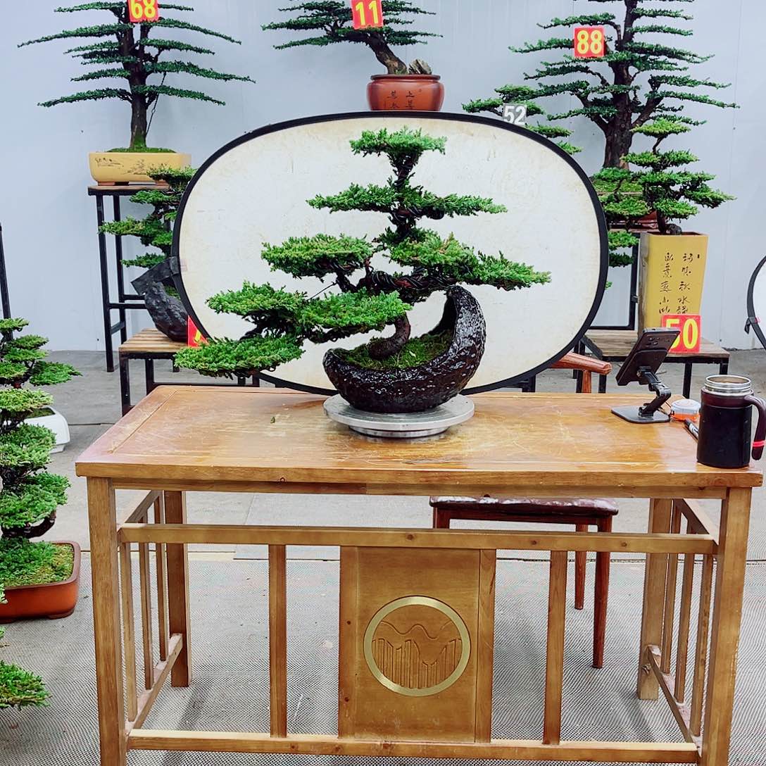 无花朵直播间一起一拍