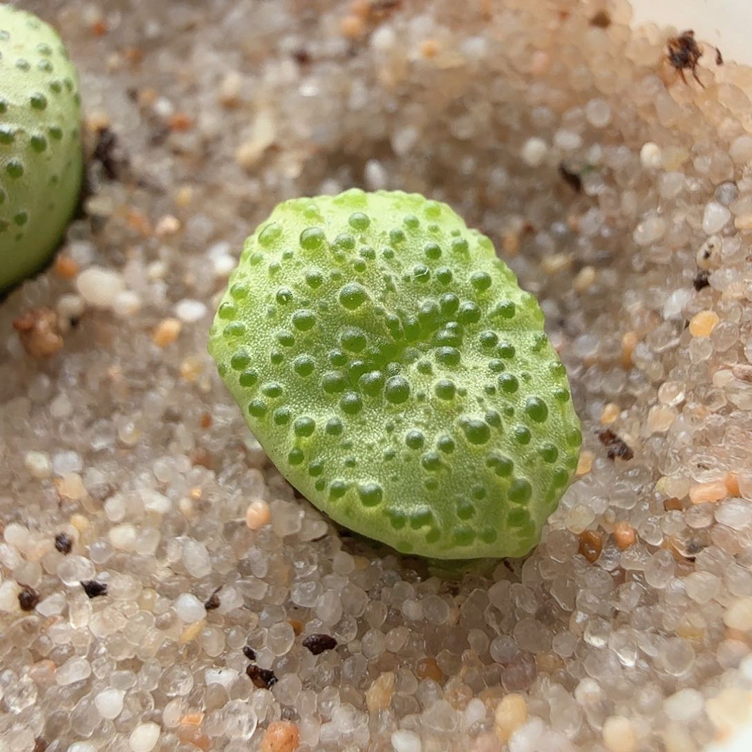 2.19.60/火龙果安贞/多肉植物