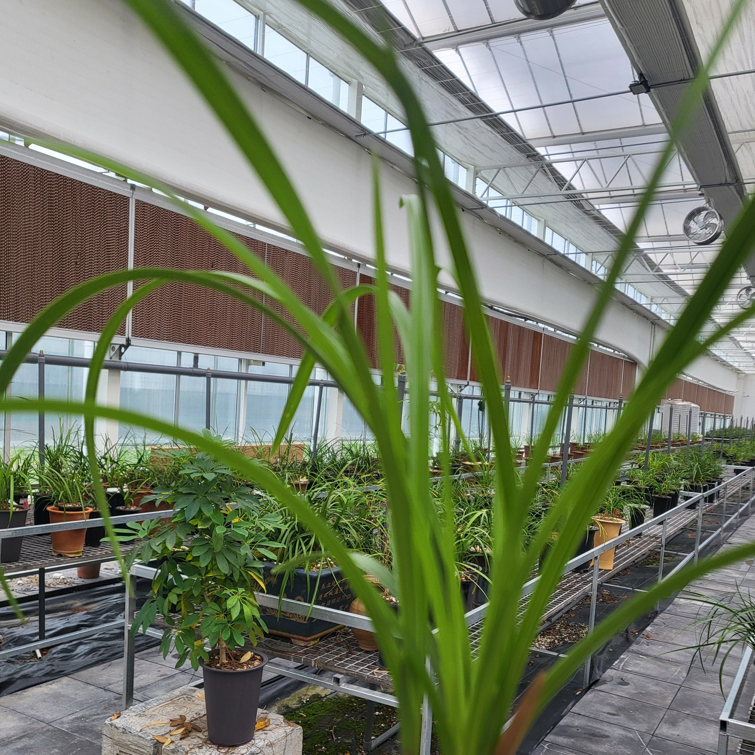 直播间的兰花等你来选