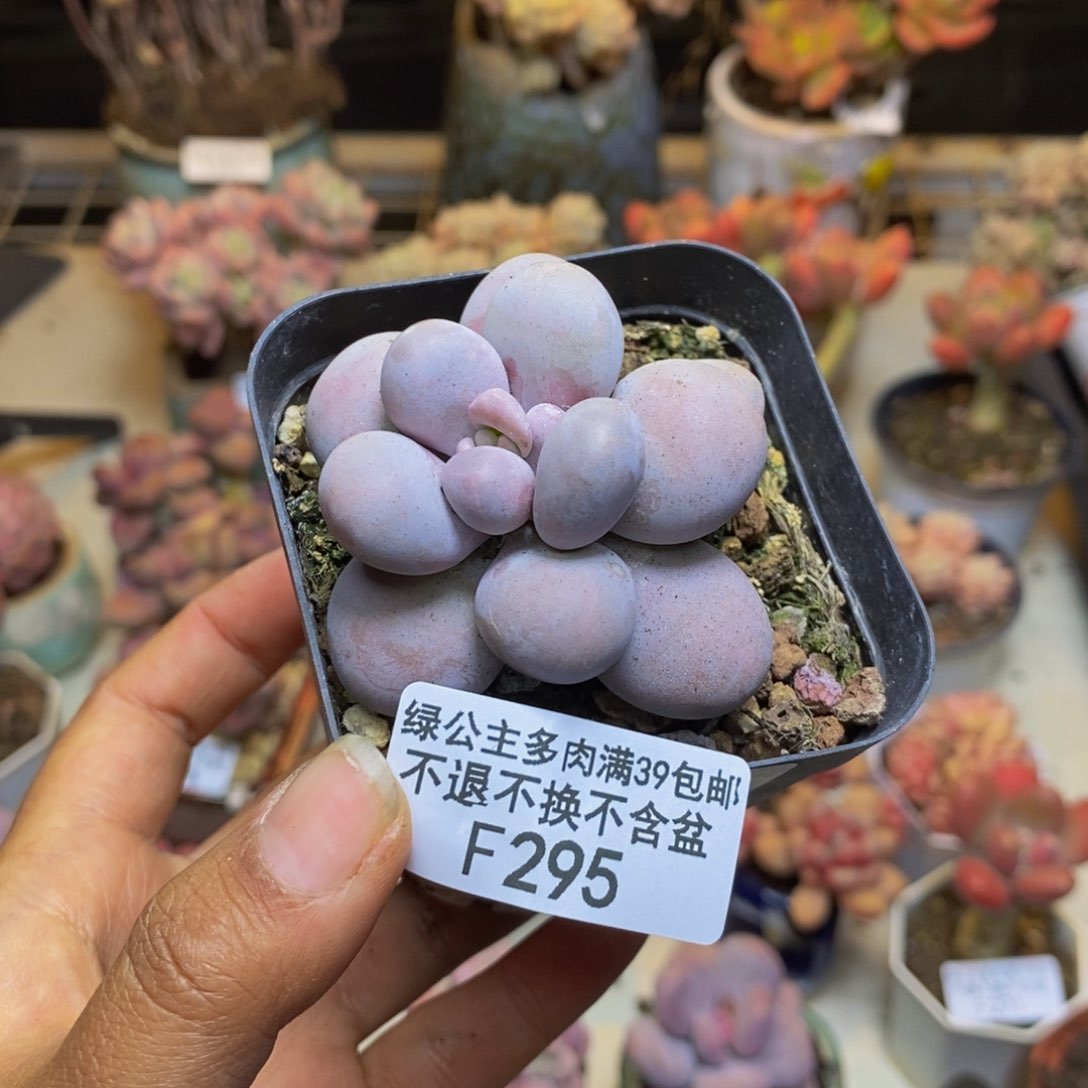 295芭比奶多肉5cm