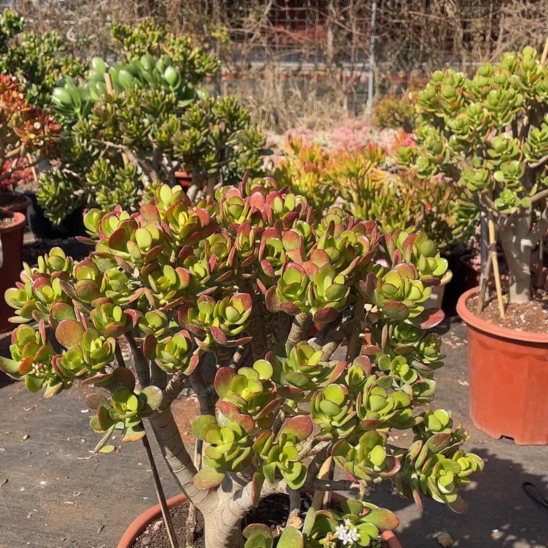 5年姬红花月带土球发货