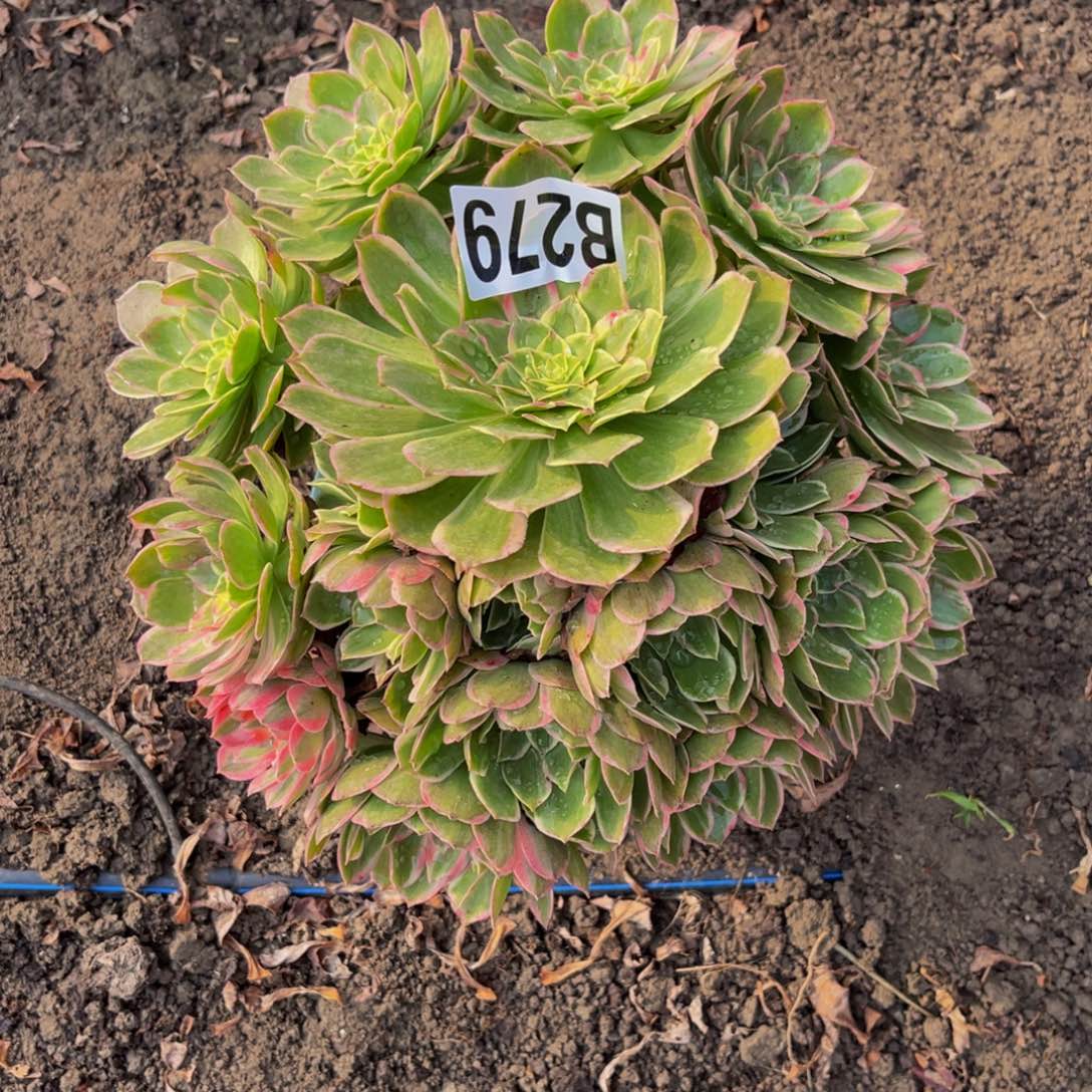 海燕法师16////22包邮