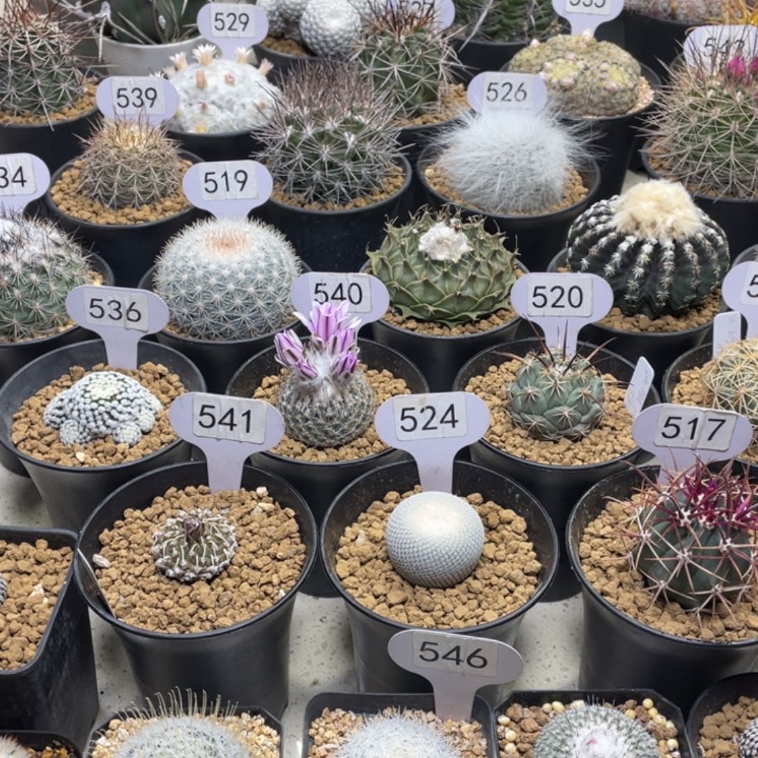 *****琥爪玉        补差价