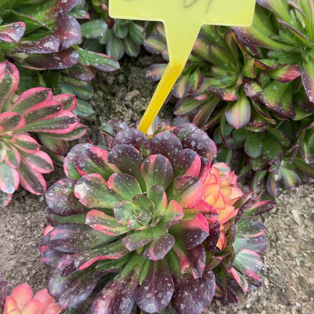 5-61+-多头流星雨