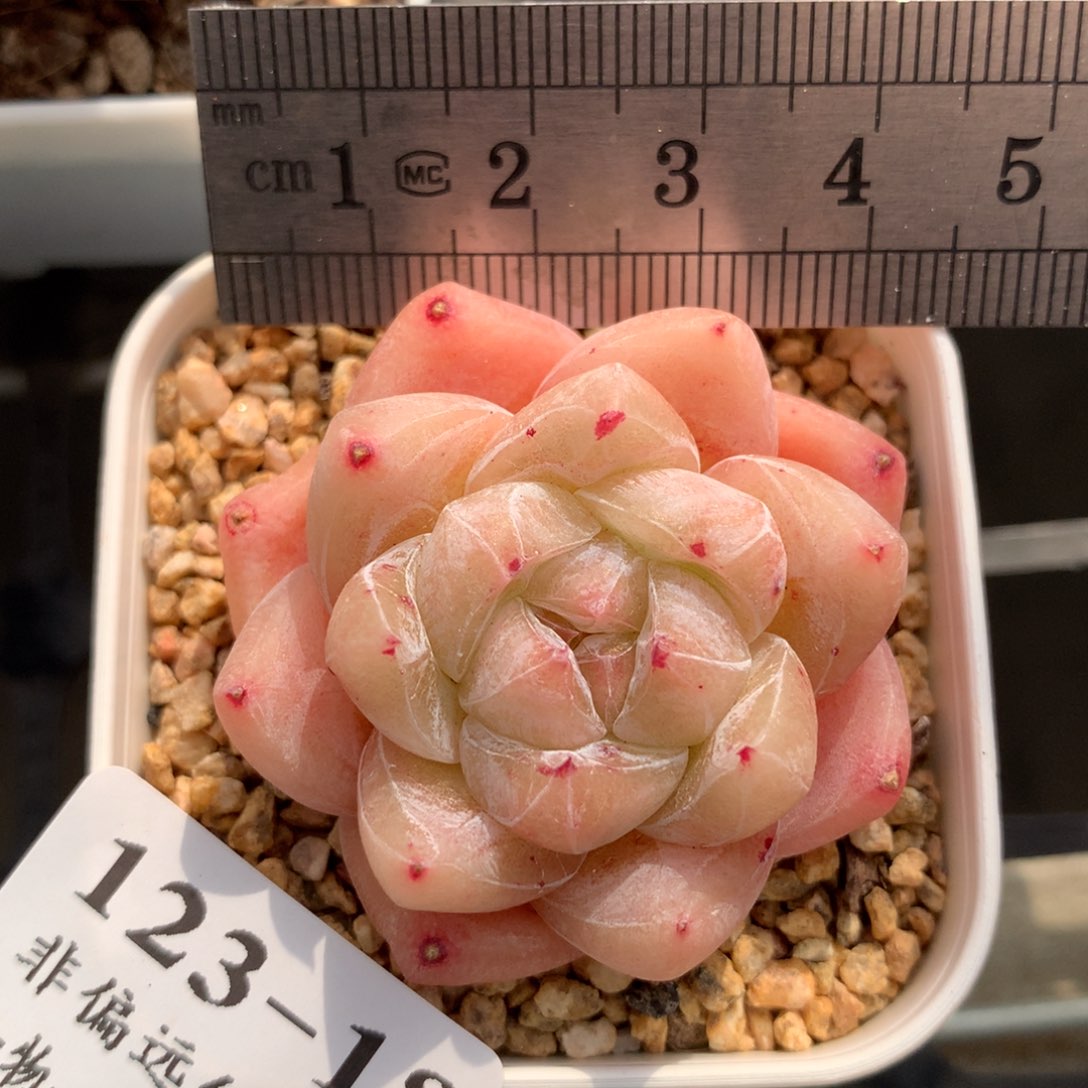 18。白泽。一物一拍。