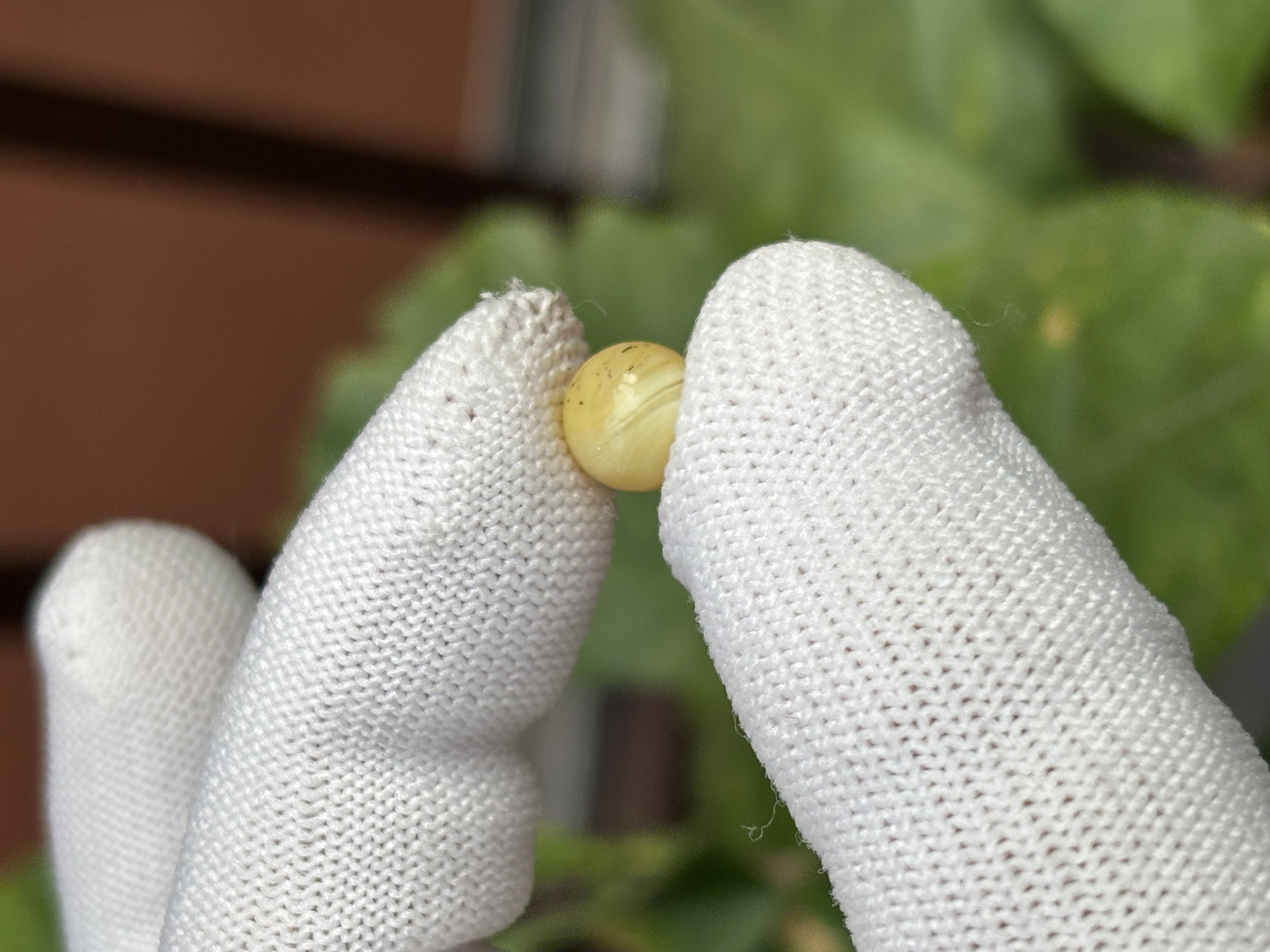 5255天然蜜蜡琥珀圆珠8.5mm