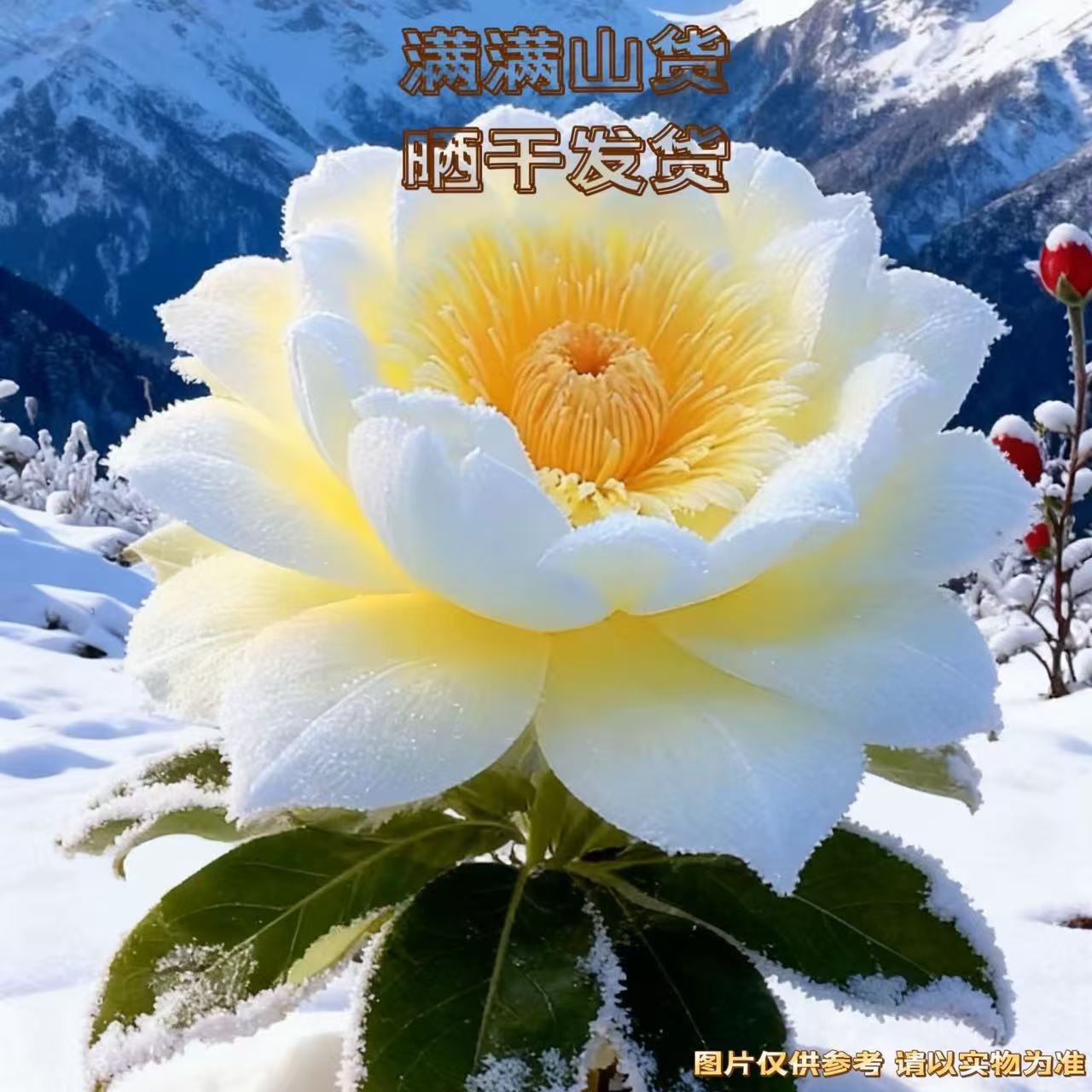满满滋补~【雪域莲花】霸王花
