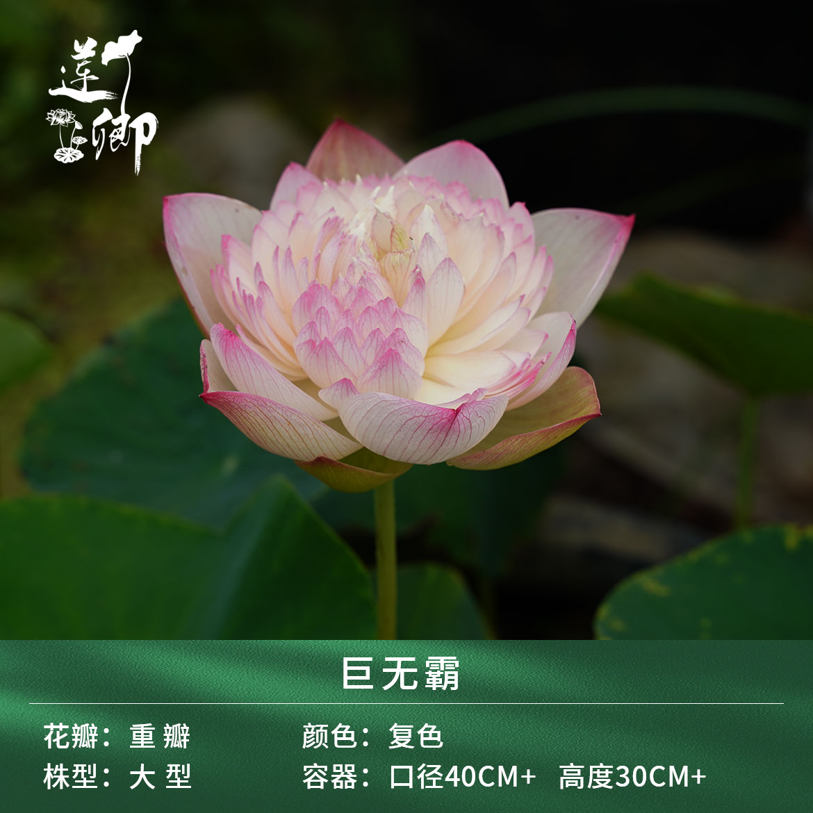 【巨无霸】 精品重瓣粉白色大型荷花阳台盆栽露台种藕根茎苗