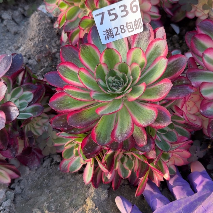 7536二号棚倾城多肉L