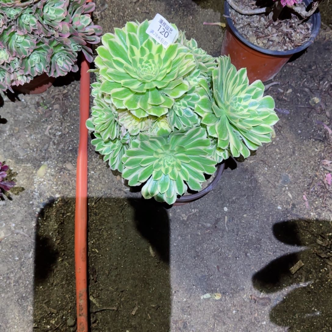 防花法师多肉120