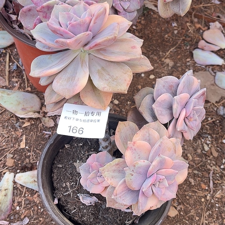 紫乐锦群，一物一拍