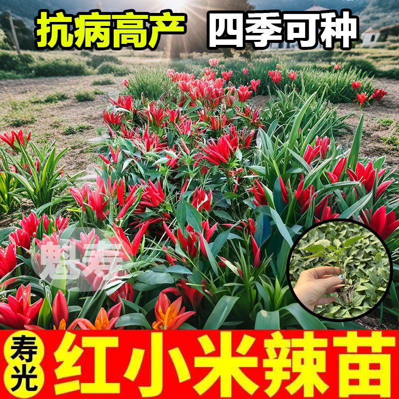 山东寿光红小米辣苗秧特辣高产白小米辣椒朝天椒四季种子盆栽