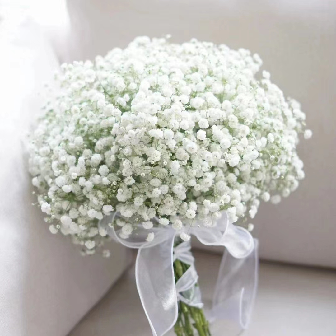 500g白色满天星（半干花） 云南鲜花基地直发 家庭水养鲜切花
