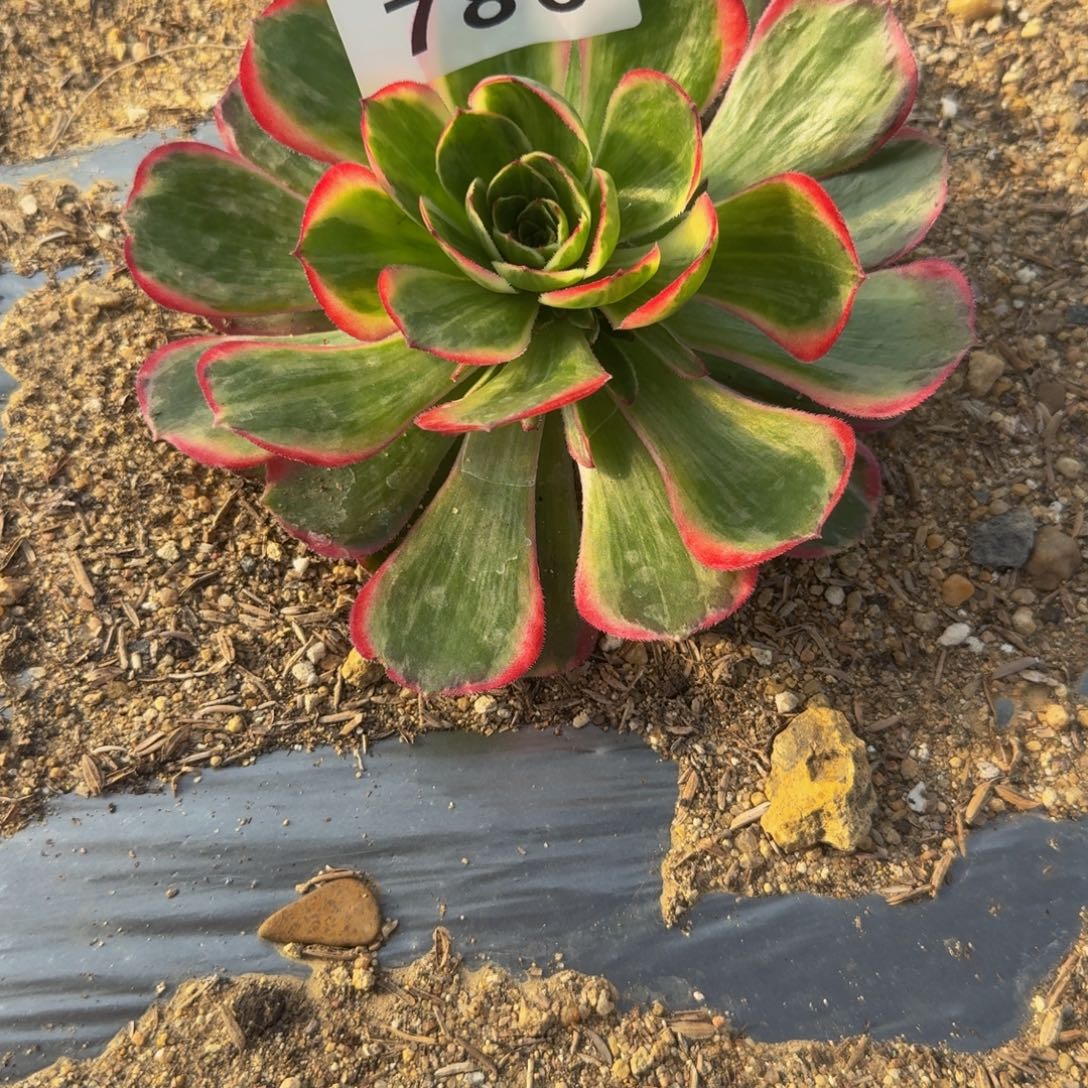 痞***板786桃花坞到秋。多肉植物