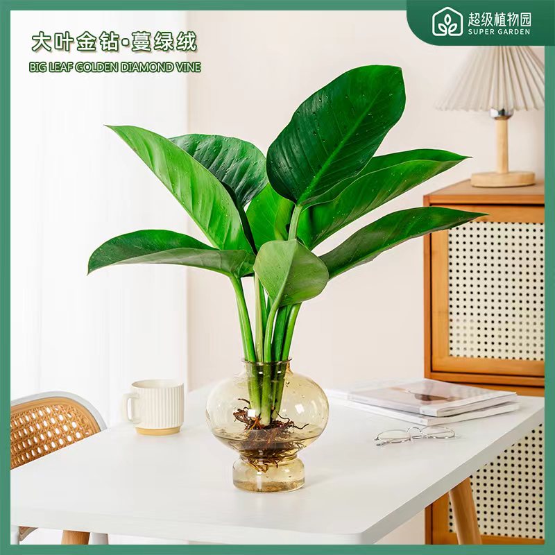大叶金钻四季常青吸甲醛净化空气植物室内绿植客厅桌面好养活盆栽