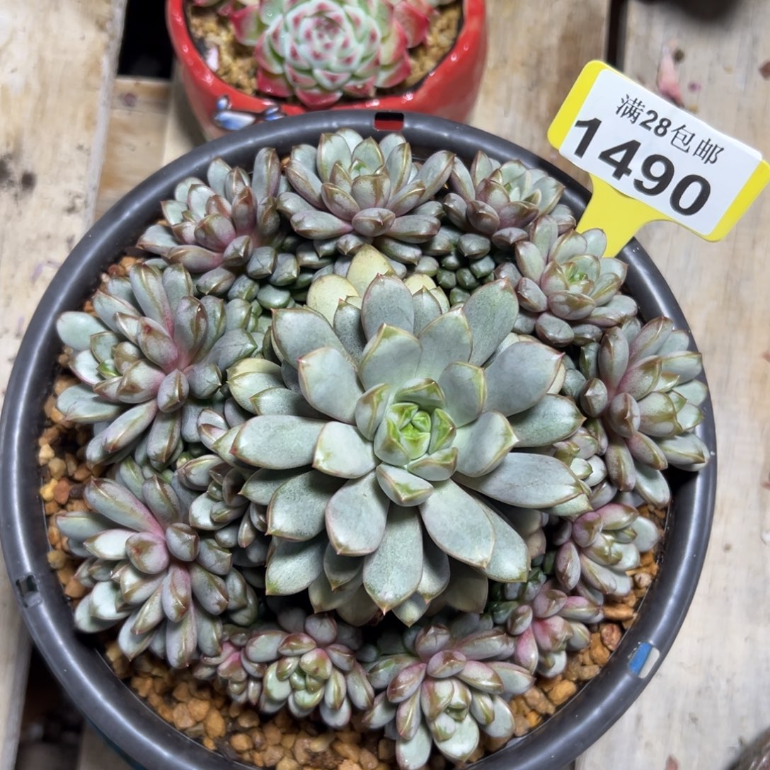 1490葡萄，冠服17公分