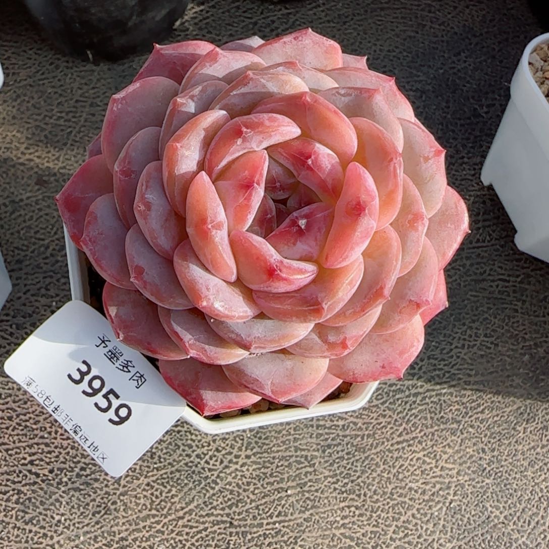 红宝石冰魄，3959多肉