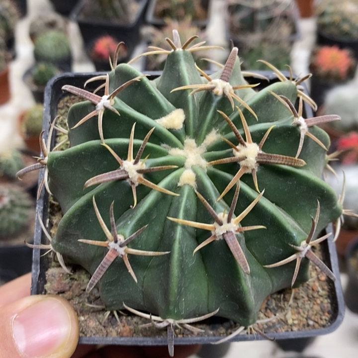 实生王凌波特价福利