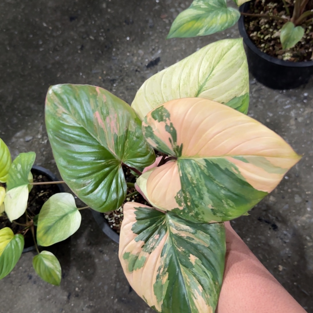 7-1225泰国发货千年健粉锦