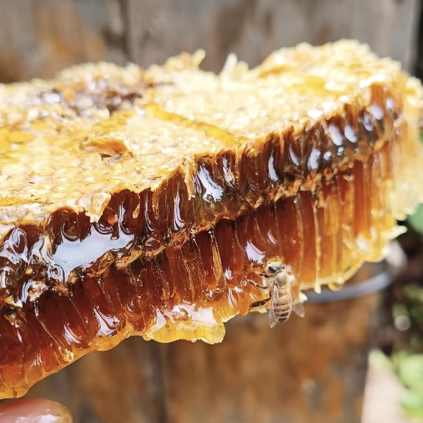 蜜蜂口粮蜜蜂喂蜂养蜂专用