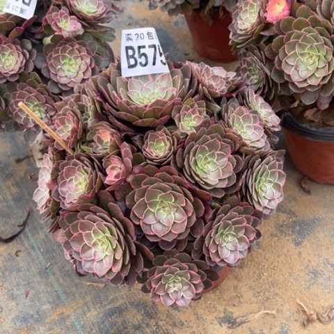 575万彩灯不包断枝