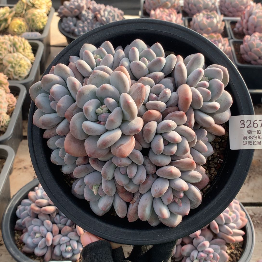 18厘米12头香水多肉3267