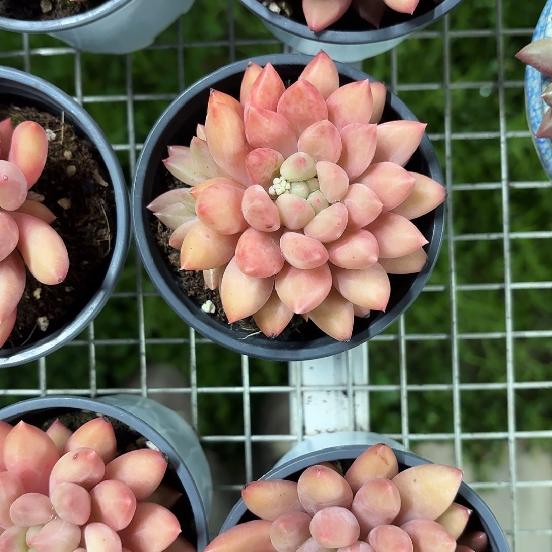 水晶球新品多肉美人系9㎝盆