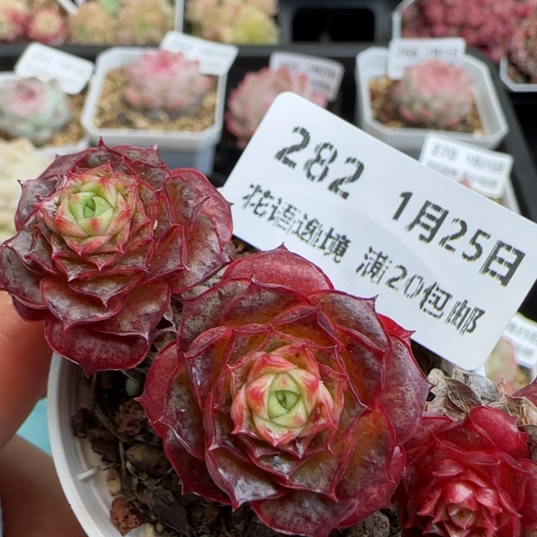 花语逸镜0125-282妖娆