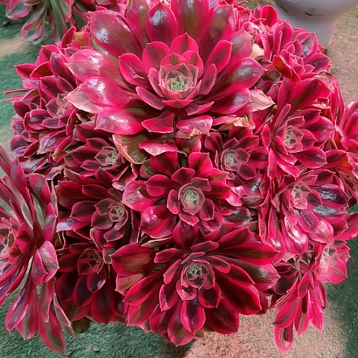 【闪购商品】法师好看也好养女妖