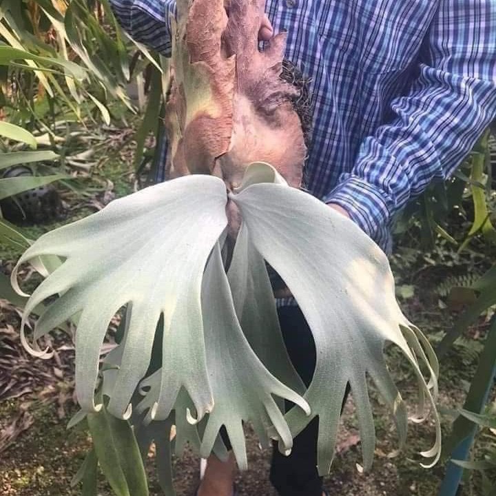 爪哇绿龙（Green Dragon）孢子苗