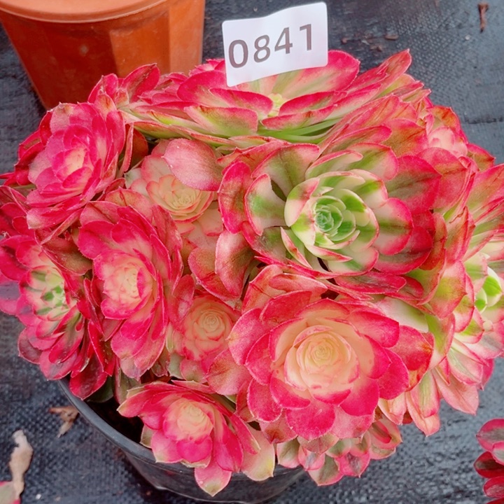 荔枝多肉发货发货