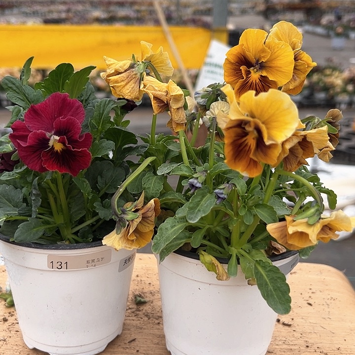 红陶抖音直播闪拍131