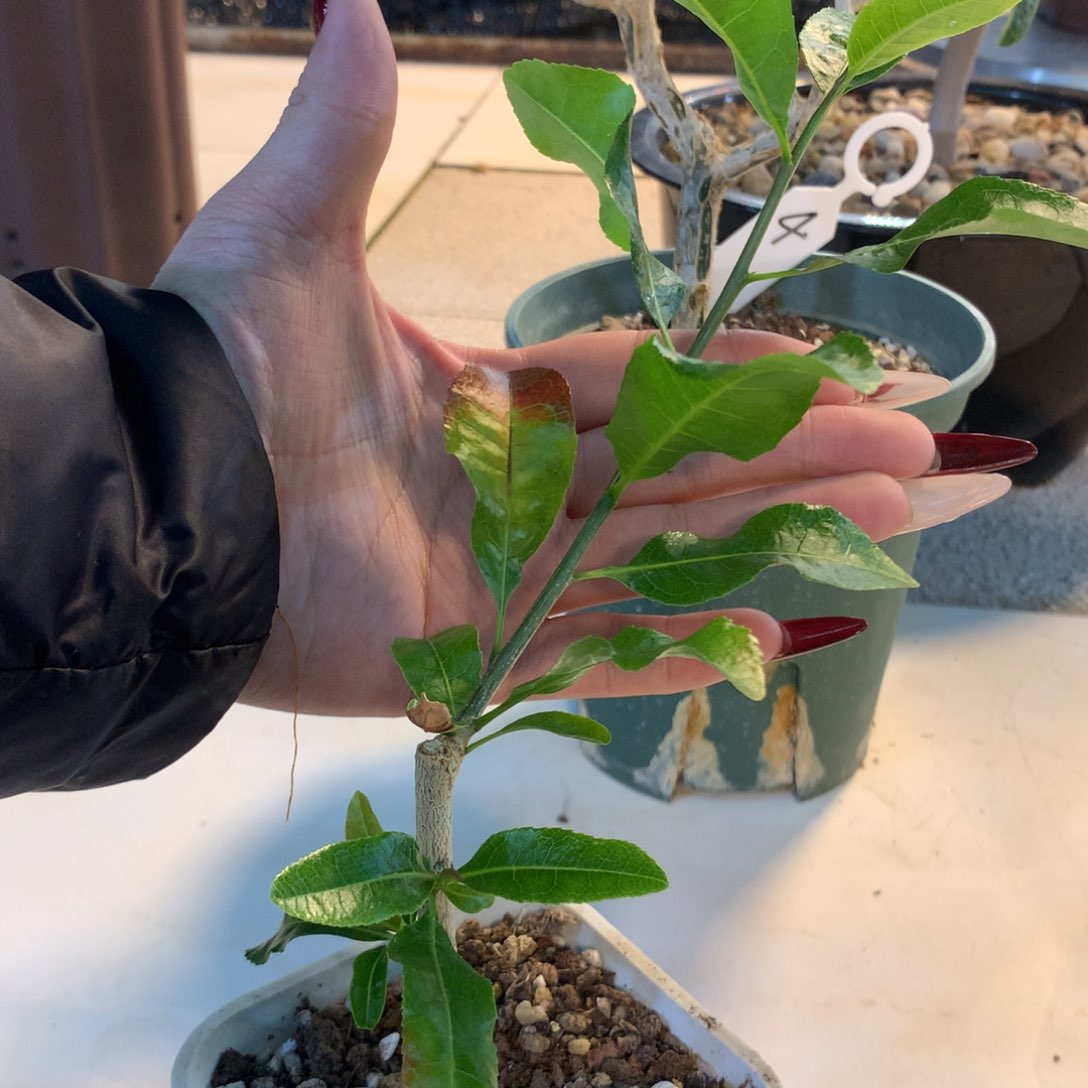 脆皮没药带盆发货