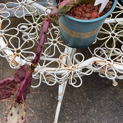 欢***乐仙人掌团肩德塔整群