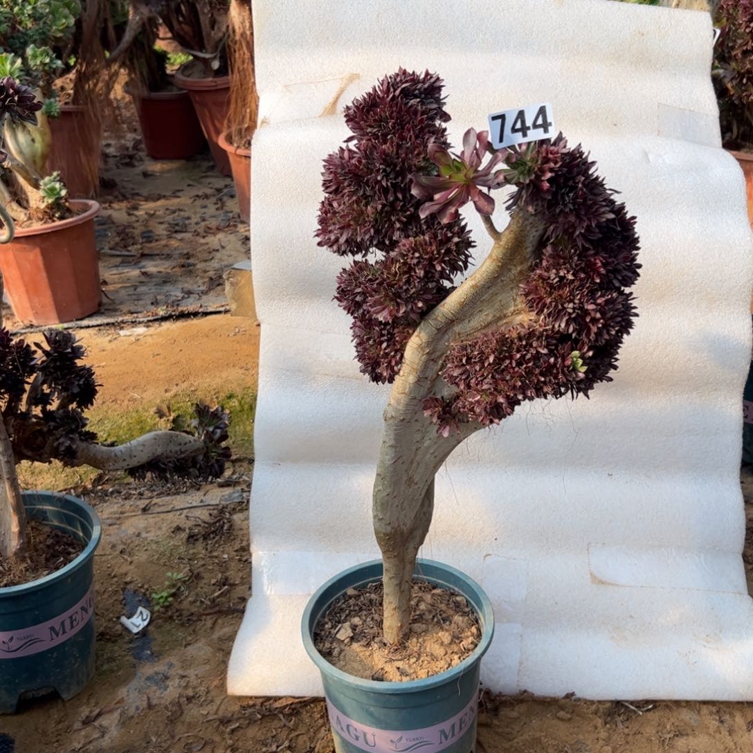 微瑕疵黑缀744高度45厘米