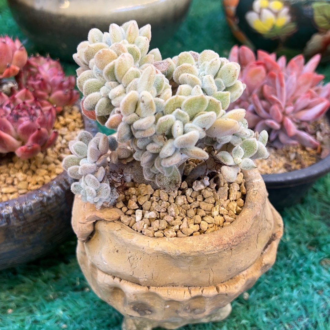 雪晃星缀，，，，，，，，，，，，，，