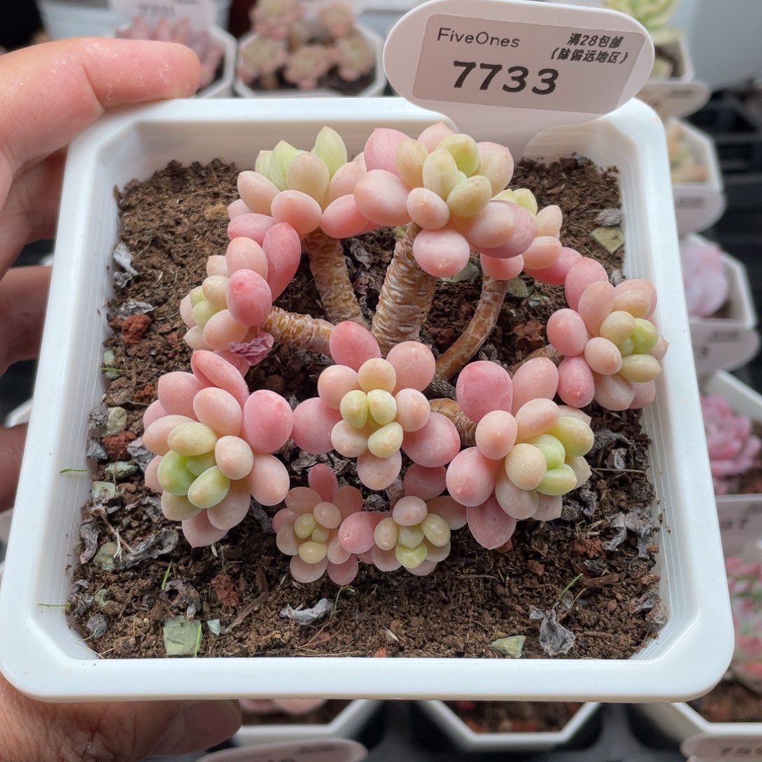 7733鱼子酱9厘米
