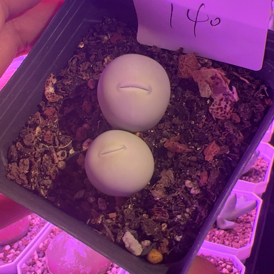 9.2鸽子蛋多肉植物140