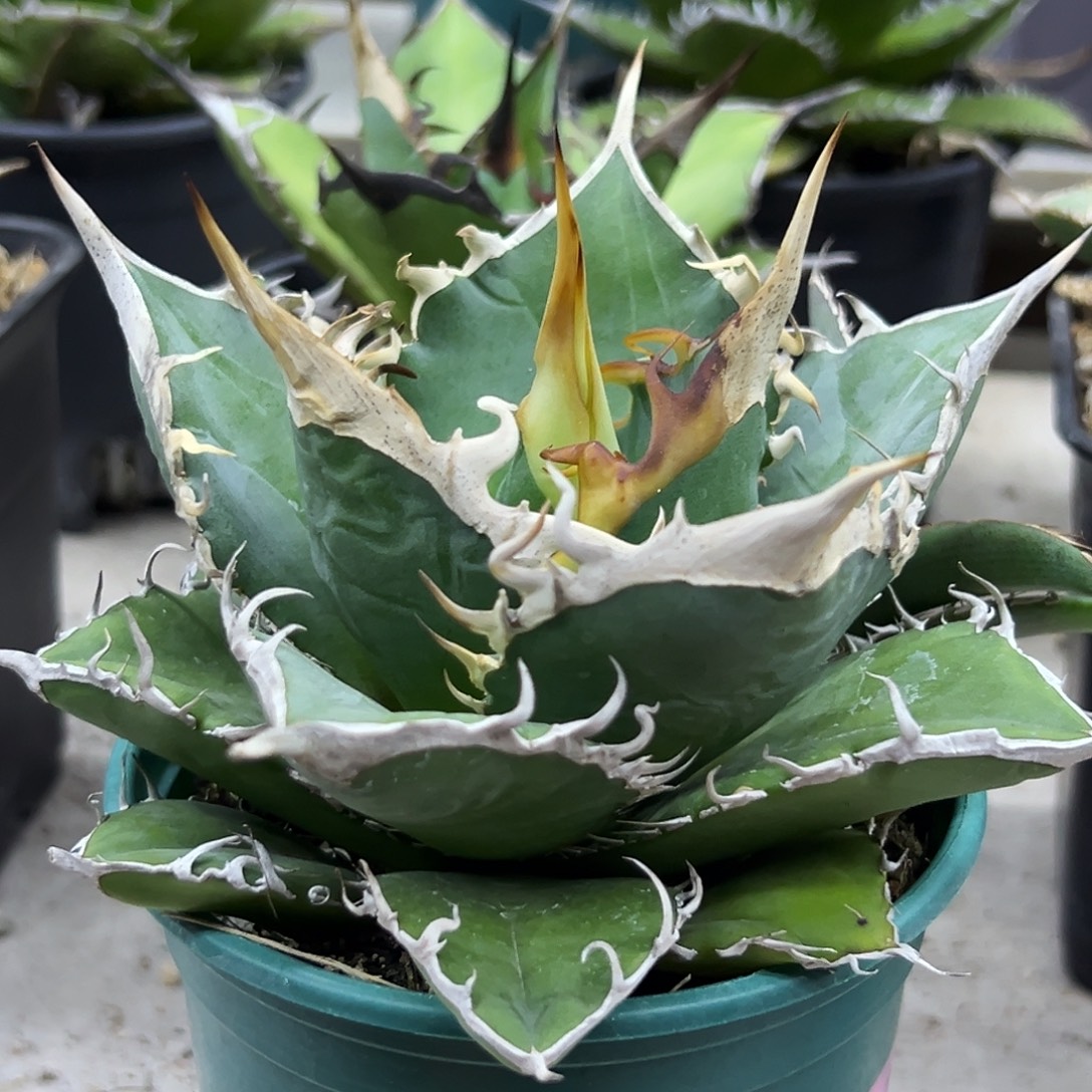 用***7实生一物一拍偏远不包邮不退不换