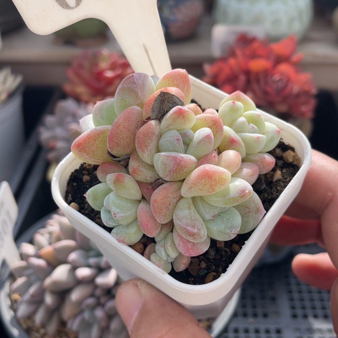 0142冰玉不带盆7厘米